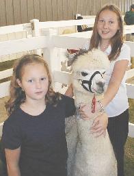 Alpaca grey with daughters